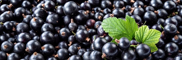 Heap of black currant. Textured background